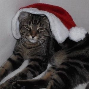 Meet your Posher, Constantine